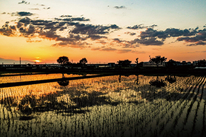 田植え直後の水田と夕焼けの写真