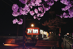 停車しているかぼちゃ電車を前に、桜が咲いている夜の写真