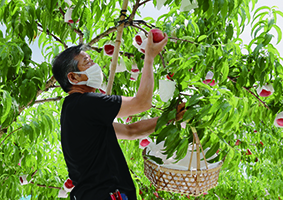 青山さんが木のカゴを持って、木に実っている桃を収穫している写真