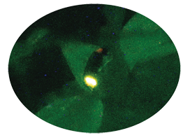 一匹のホタルが葉にとまり、緑色に光っている写真