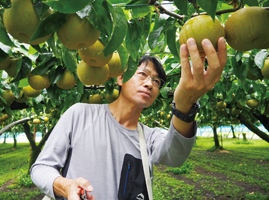 しろね果樹部会　日本なし専門部長　五幣直幸（ごへいなおゆき）さんが木になっている梨をもぎ取ろうとしている写真