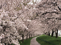 大河津分水の桜並木の写真