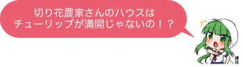 凧っこ１３人衆の謙信が「切花農家さんのハウスはチューリップが満開じゃない！？」