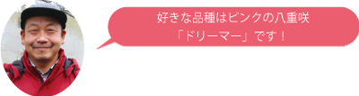 ＪＡ新潟かがやきしろね切花部会チューリップ専門部長の笠原清明さんが「好きな品種はピンクの八重咲『ドリーマ』です！」と言っている写真