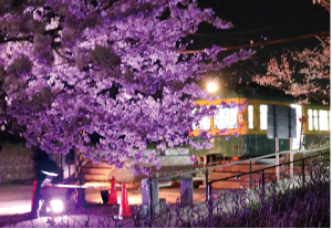 かぼちゃ電車と桜がライトアップされている様子の写真