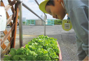 園児が小松菜を育てているプランターを覗き込んでいる写真