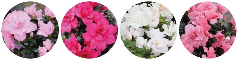 赤・薄ピンク・白色・ピンクのアザレアの花の写真