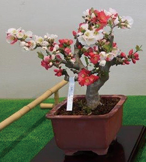 赤と白の花が咲いているボケの花の写真