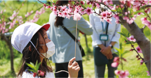 梵天で花粉付けをする児童の写真