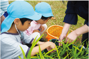 園児が空心菜を収穫している写真
