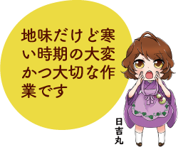 凧っこ13人衆の日吉丸が「地味だけど寒い時期の大変かつ大切な作業です」と話すイラスト