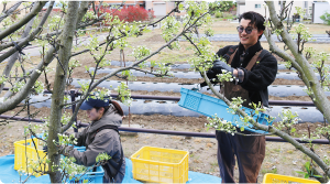 花粉を採取するため、梨の花を手で摘んでいる写真