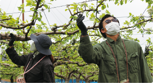 梨の花一つ一つに梵天で花粉を付けている写真