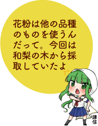 凧っこ13人衆の謙信が「花粉は他の品種のものを使うんだって。今回は和梨の木から採取していたよ」と話すイラスト