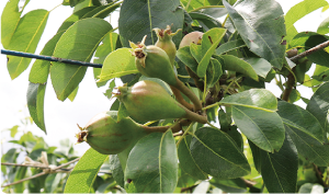 1か所に小さい実が何個もなっている写真