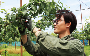 不要な実をハサミで切り取っている写真。
