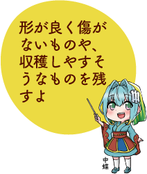 凧っこ13人衆の中蝶が「形が良く傷がないものや、収穫しやすそうなものを残すよ」と話すイラスト