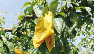 袋を被せたル レクチエの実の写真