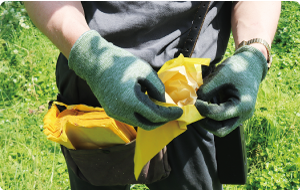 袋を被せたル レクチエの実の写真