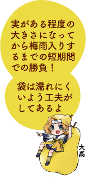 凧っこ13人衆の大高が「実がある程度の大きさになってから梅雨入りするまでの短期間での勝負!」「袋は濡れにくいよう工夫がしてあるよ」と話すイラスト