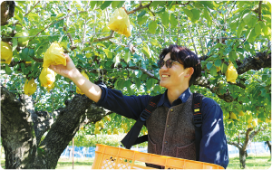 ル レクチエを収穫している写真