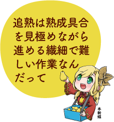 凧っこ13人衆の本新蝶が「追熟は熟成具合を見極めながら進める繊細で難しい作業なんだって」と話すイラスト