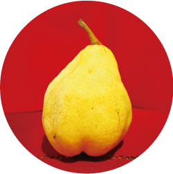 熟した黄色いル レクチエの写真