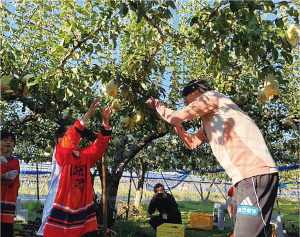 アルビレックス新潟のユニフォームを着た小学生が農家さんとル レクチエを収穫する写真