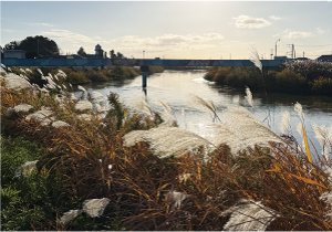 白根大凧合戦会場・白根側から見た凧見𣘺の写真