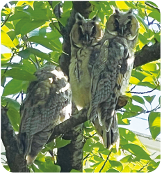 トラフズクが3匹木にとまっている写真