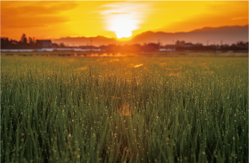 朝露が付く緑色の稲穂、その奥にある山あいから出る朝陽の写真