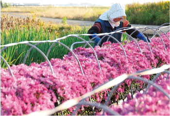 手前に紫色のかきのもとの畝、その奥にかきのもとを収穫する女性が作業をしている畑の写真