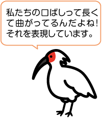 トキが立って横を向きながら「私たちの口ばしって長くて曲がっているんだよね！それを表現しています」と言っているイラスト