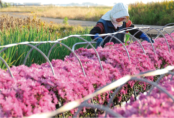 伝えたい南区の宝いいとこ撮りコンテスト南区長賞「収穫」の写真