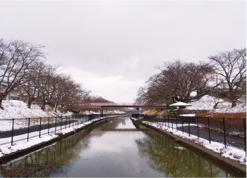 2月の桜遊歩道公園の写真