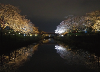 ライトアップされた桜遊歩道公園の写真