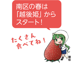 凧っこ13人衆の謙信が「南区の春は「越後姫」からスタート!」と話すイラスト