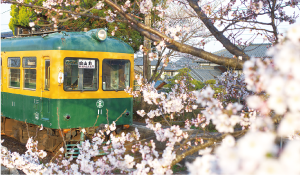 日中のかぼちゃ電車と桜の写真