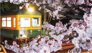 夜間でライトアップされているかぼちゃ電車と桜の写真