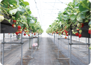 高設栽培されているイチゴの写真