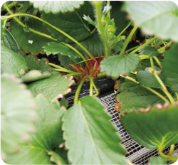 イチゴの苗の根本の写真