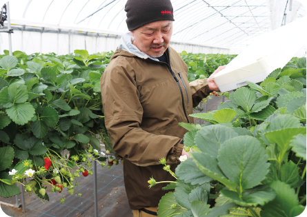 織田さんがイチゴを収穫する写真