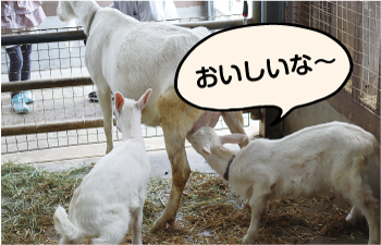 母乳をのむあまねの写真