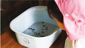 ホタルの幼虫を見る園児の写真