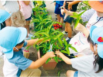 水色の帽子をかぶった園児たちが野菜を栽培している写真