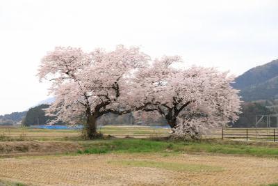 布目夫婦桜の写真