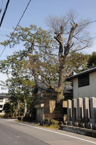 満行寺の大マツとケヤキ