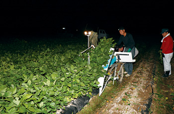 くろさき茶豆の収穫