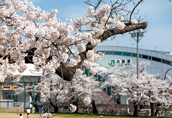 満開の桜で新年度を迎える