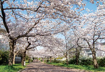 満開の桜で新年度を迎える